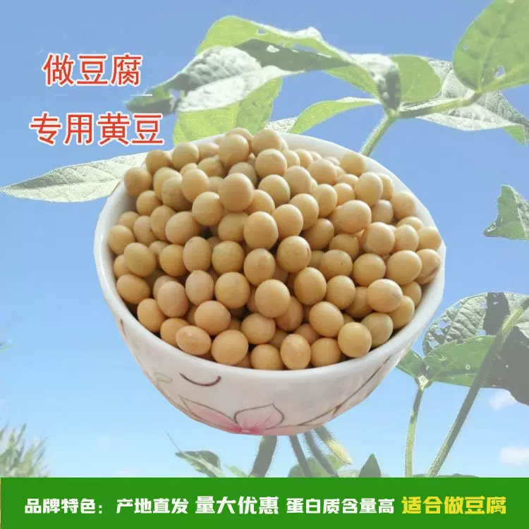 至盈黄金豆新粮现货产地批发黄豆非转基因大豆豆腐黄豆100斤商用