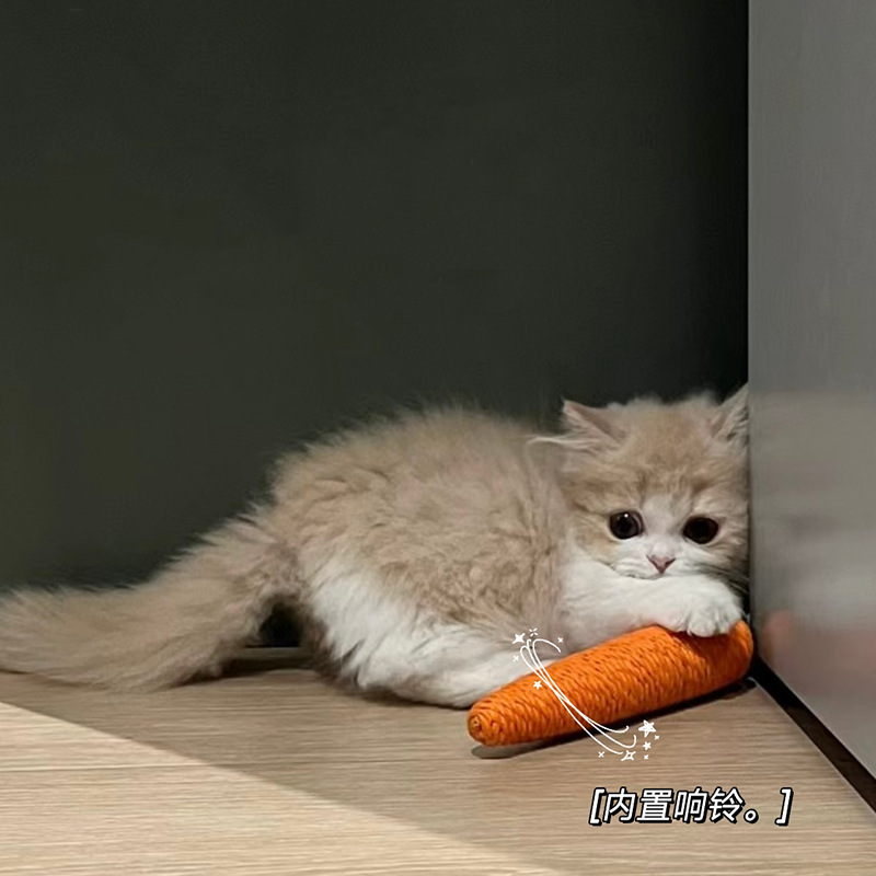고양이 장난감, 자기 자극 및 지루함 해소 유물, 웃긴 고양이와 새끼 고양이, 이를 갈고 물리지 않는 당근, 고양이 웃긴 막대기, 애완용 고양이 용품 배치