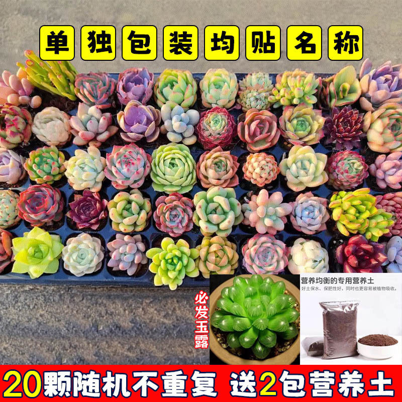 多肉植物 小型鉢植え 鉢土付き 卸売 高級セット 多肉植物の組み合わせ ピーチエッグ ジェイドデュー グリーン植物 花園芸|undefined