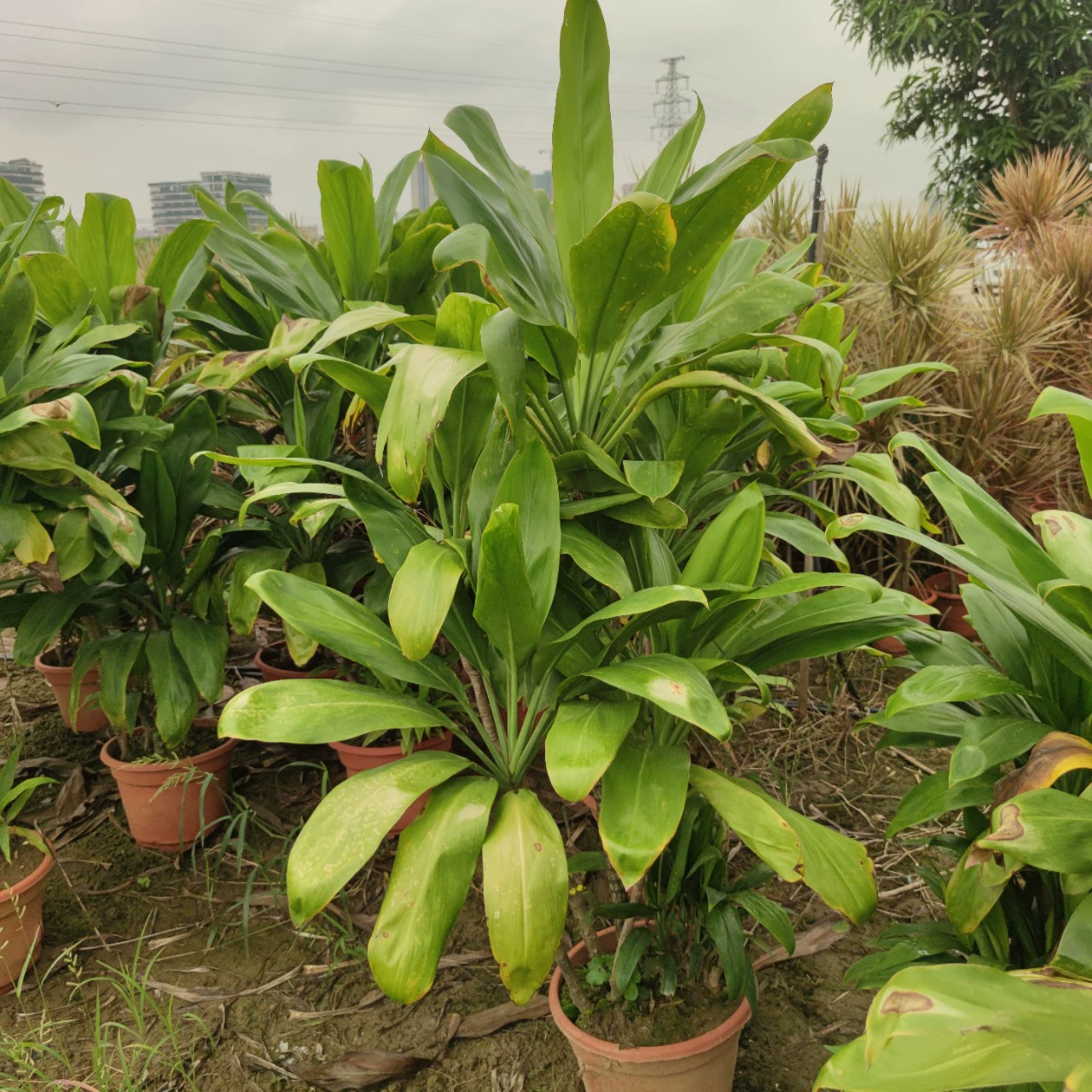 2309 база оптовая поставка больших листьев зеленого железа 1-1,5 метра в горшках зеленый зеленый двор дома вечнозеленые кустарники