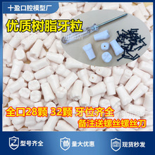 牙科离体牙模型考试树脂牙齿粒窝洞制备口腔塑料牙散牙粒备牙模型