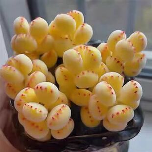 ������צֲ��ͯ�ӿɐ��Sɫ����ƾW�t�¿��҃����泬���̨����