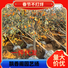 һ�����l�ش����Ә䎧���Ϙ�������ƽţ�Ĵ�����������ϱ����Nֲ