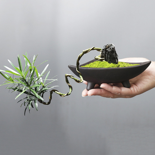 Wholesale creative personalized asparagus special ceramic flowerpot plant indoor micro landscape purple sand fortune tree potted decoration