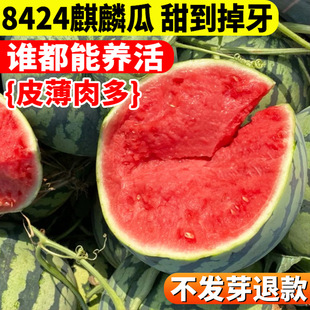 8424�����������ϷN�ӟo���ش�߮a���������Ϸ��ļ��߲�ˮ���N��