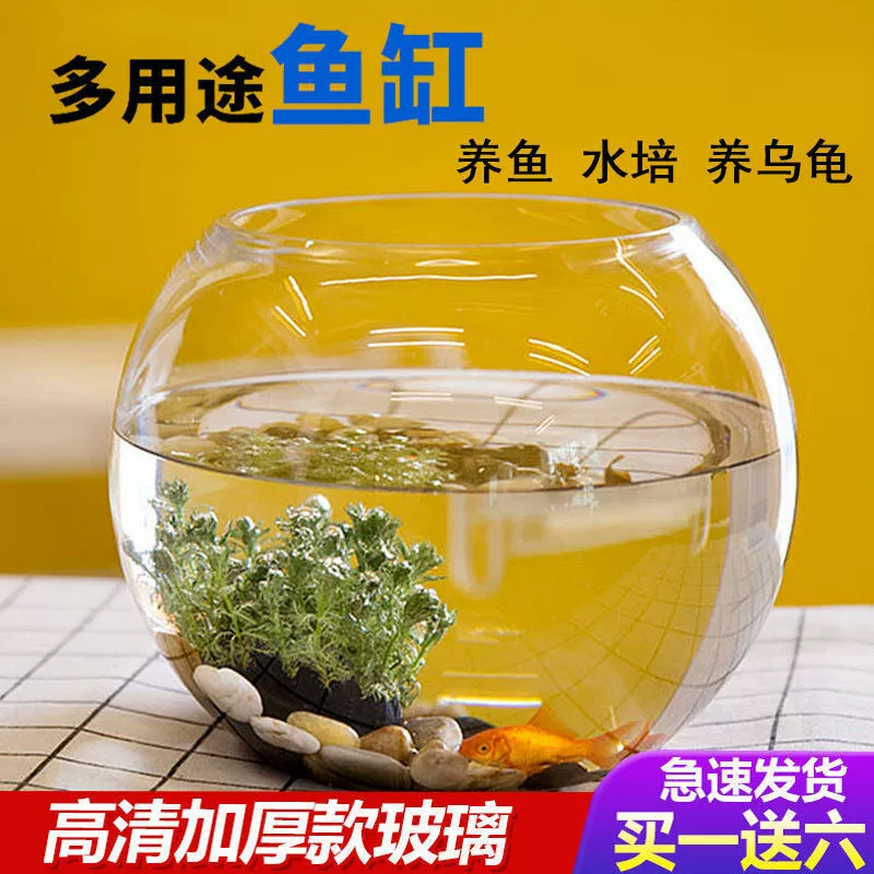 Прозрачный стеклянный мини-аквариум для офиса