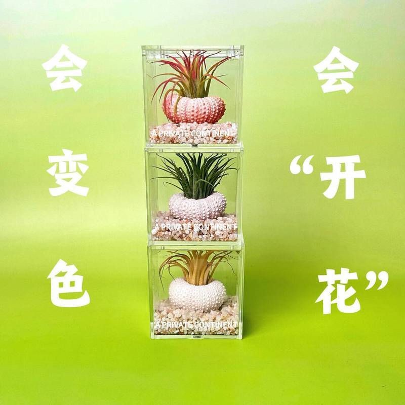 エアパイナップルウニの殻パッケージ怠惰な無土壌植物屋内デスクトップオフィス新しいクリエイティブミニグリーン植物|undefined