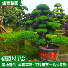 造型针柏 专业种植基地 产地批发造型树针柏盆景珍柏景观盆栽批发