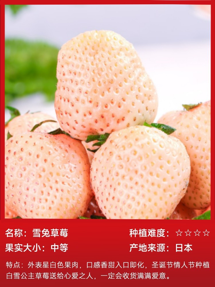 雪うさぎイチゴ 15本（土袋で生きた状態）と無料肥料