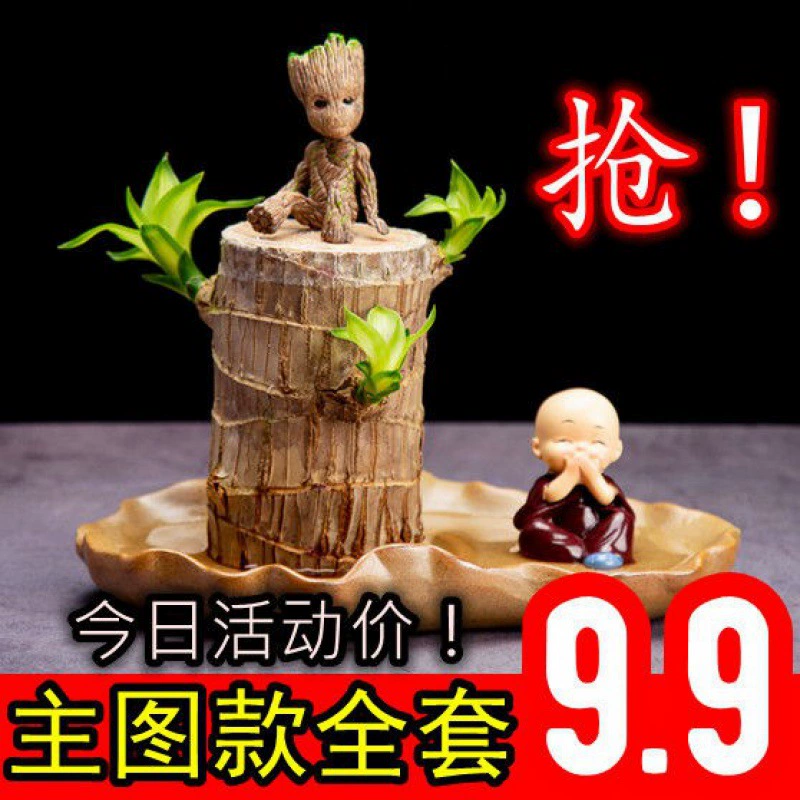 Бразилия Древесина Вода Поднимает Lucky Wood Grut Tree Человек Цветущий с бутонами Ленивый Человек Зеленое растение Офисный Рабочий стол Маленькое Горшечное растение