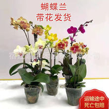 �����m���������Ի����ļ��_�������L�҃�ֲ���m���绨�ܰ��]�YƷ