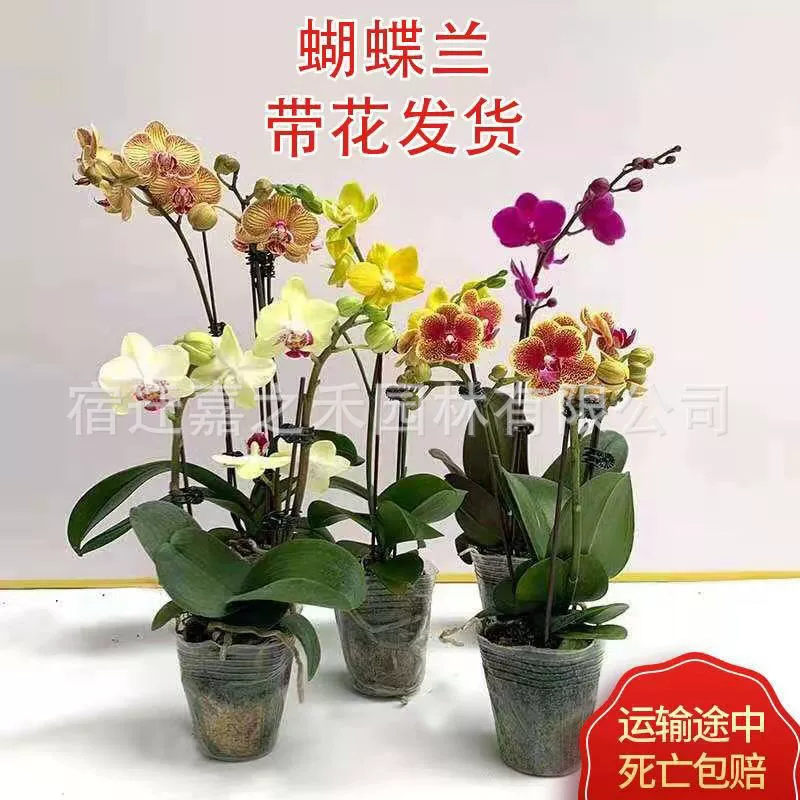 Фаленопсис с бутоном Цветочные саженцы в горшках четыре сезона цветения длинные цветущие комнатные растения саженцы орхидей цветы Бесплатная доставка Подарки
