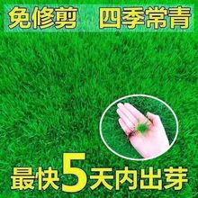 耐旱耐寒草子四季青绿化草皮草籽庭院别墅护坡草种子高羊茅草种子