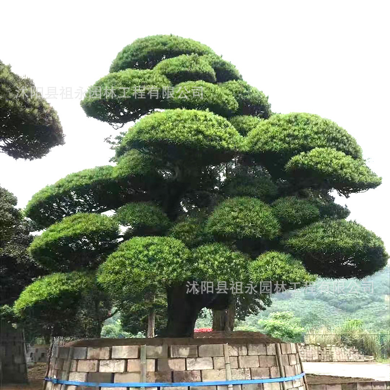 罗汉松庭院造型树盆景迎客松黑松造型树四季常青别墅大型松树批发