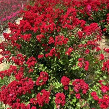 �t����ޱ�����ͺ���Gֲ���ܼt�����ޱ����  ���Z�q��ޱ������
