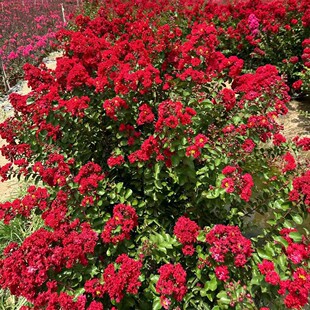 �t����ޱ�����ͺ���Gֲ���ܼt�����ޱ����  ���Z�q��ޱ������