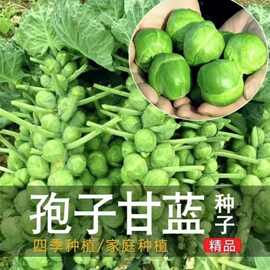 孢子甘蓝种子一年四季蔬菜种子大全迷你小包菜紫色抱子甘蓝种子