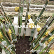 黄龙果树黄皮白肉无刺麒麟果燕窝果树苗黄皮火龙果树苗盆栽果树苗