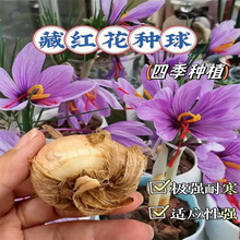 ș�òؼt���N�������ͺ��̓����ܷ��t���N�����҃�����ș�ķNֲ��