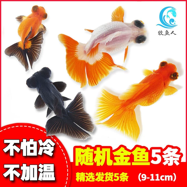 [（9-11cm）随机金鱼5条 金鱼随机发货]