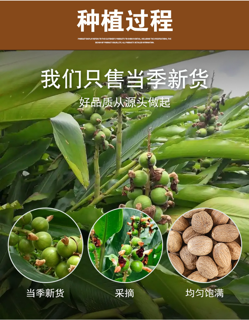 Rou Kou (Myristica fragrans) — Dried Nutmeg Spice for Hotpot & Culinary Use preparation