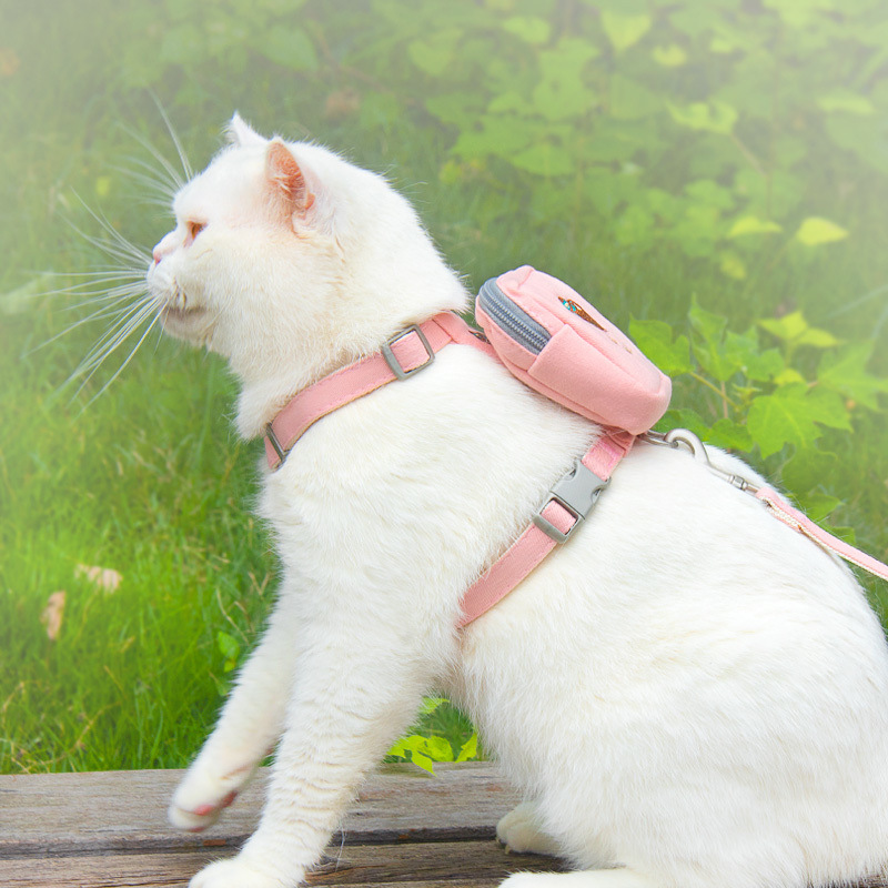 ccff9811-14e8-4cb5-a517-8ac1a42ab0cd.jpe