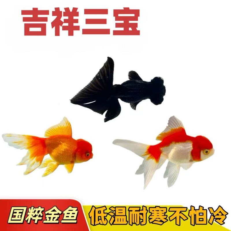 Goldfish Live Fish Winter Cold Water Ornamental Fish Lucky Red Lion Small Fish Easy to Raise Durable Small Freshwater Fish Fry