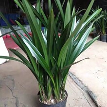 兰花苗墨兰企黑浓香型报岁兰耐寒耐旱花卉室内办公室好养绿植盆栽