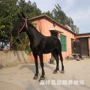 �����B�R�� �T���R�ɹ��R �������R �����R ���R�Bֳ