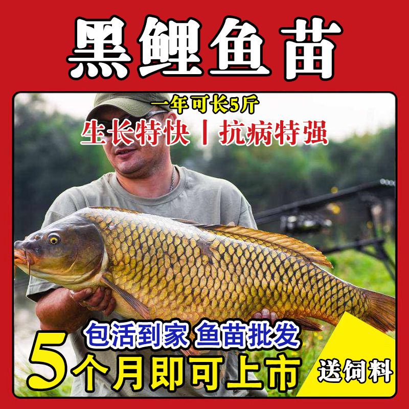 Rice Field Carp Fry, Grass Carp Fry, Anhui Fry, Crucian Carp Fry, Tilapia Fry, Freshwater Live Cultured Fry, Free Shipping