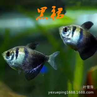 ��ȹ�~���w �ڳ����~����Ⱥ�ε�ˮ�~�Ꭷ�^�p�~ˮ�� �Ϻ��O��ֱ�N