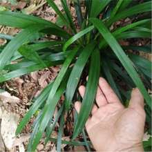 阔叶麦冬大叶麦冬草兰花三七庭院造景绿化工程耐阴易活宽叶麦冬草