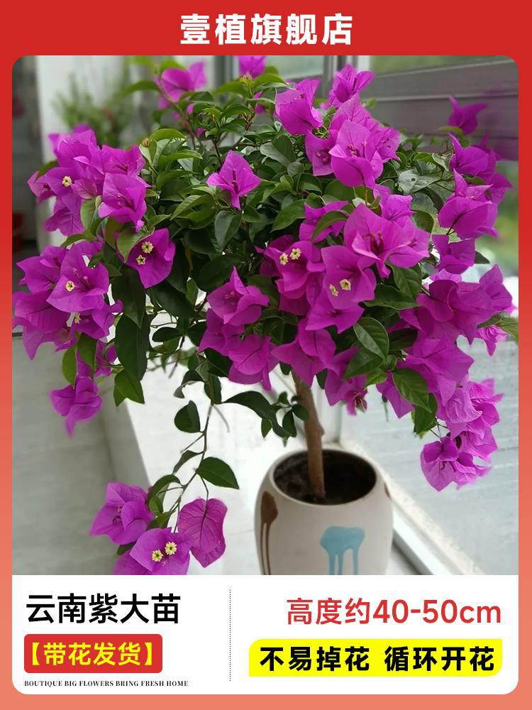 [꽃과 함께 배송] 운남 보라색 모종 [45-50cm丨떨어지기 쉽지 않음丨주기적 개화]