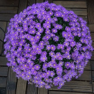 荷兰菊花种子庭院花海矮型非姬小菊多年生耐寒花种籽柳叶菊紫菀花