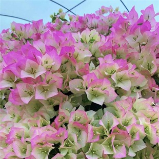 �ذ�����÷С��G���ļt�ѿ������ļ��_�������̨ͥԺ¶̨����