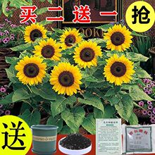 向日葵花种子食用观赏瓜子油葵进口矮生向日葵种子四季开花花种子