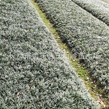 �����ݰ�������ľ���^�G��ͥԺֲ�����l