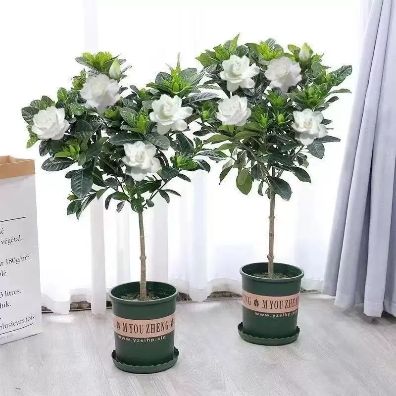 独杆栀子花盆栽带花苞老桩树苗室外大叶牡丹棒棒糖阳台浓香型花卉