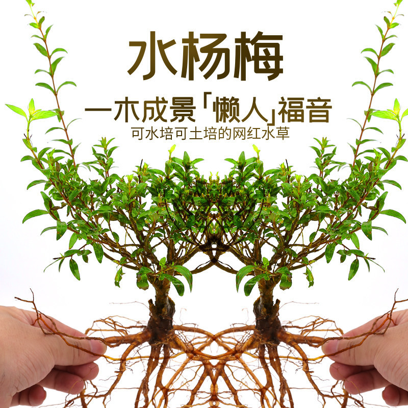 水杨梅鱼缸造景水陆缸水上植物水草培根老桩原生缸小微型盆栽活体
