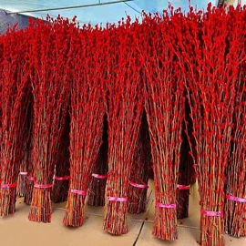 盆栽;月季蔷薇植物;乔木