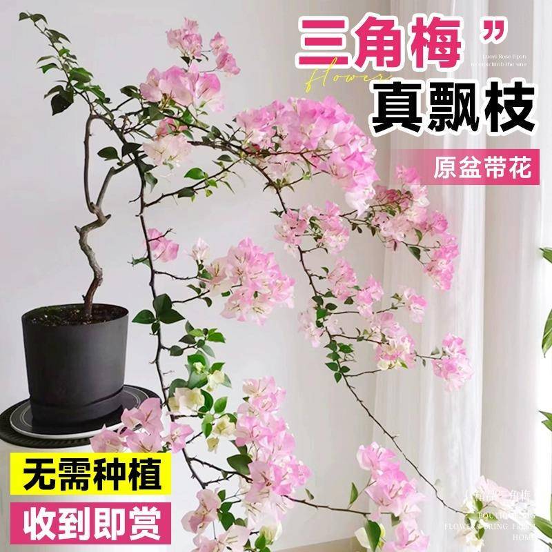 Double-Flowered Bougainvillea Potted Plant with Flowering Saplings, Sweet Watermelon Silk Vines, Old Piles, Climbing Vines That Bloom in All Seasons
