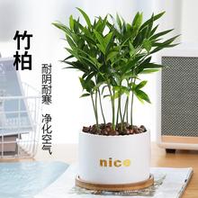 水培植物新宠驱蚊竹柏盆栽富贵竹驱蚊草花卉植物室内绿植水养植物