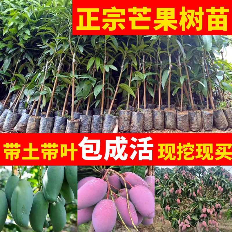 芒果树苗嫁接特大果贵妃芒四季芒金煌芒果树苗树矮化南方当年结果