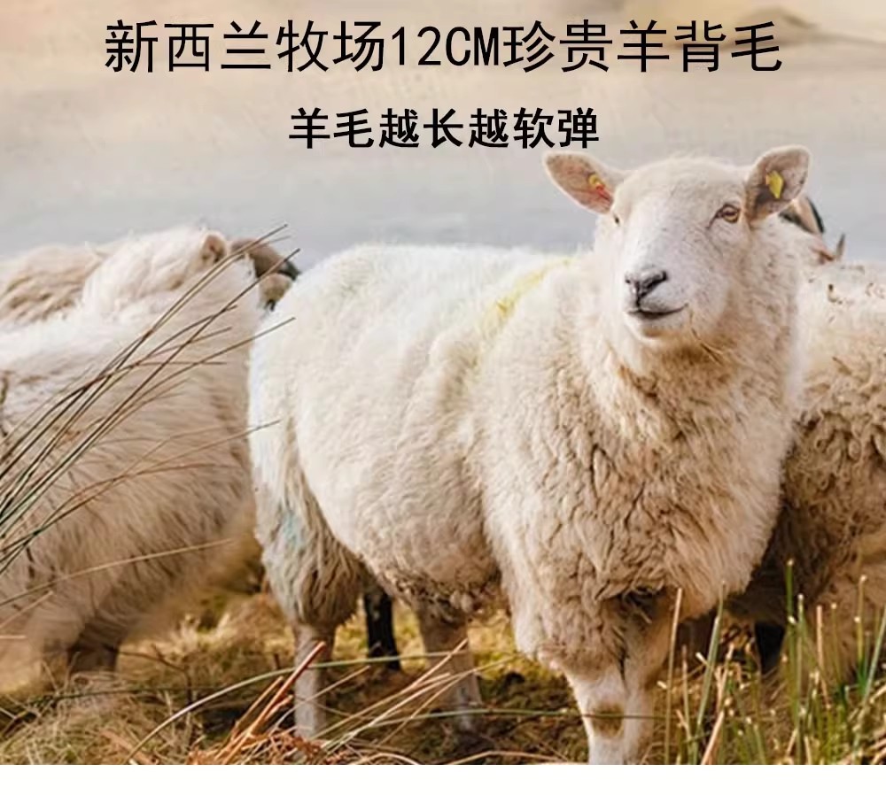 O1CN01wjslPQ20Dmh9DD2AH_!!2217781716816-0-cib.jpg