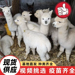 景区萌宠动物供应商 可爱羊驼活体出售 观赏投喂亲子乐园羊驼幼崽