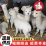 亲子观赏活体景区羊驼