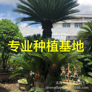 �������u�F�� �F���辰��r �U��1.5�״��F�����l ���^�F��r��