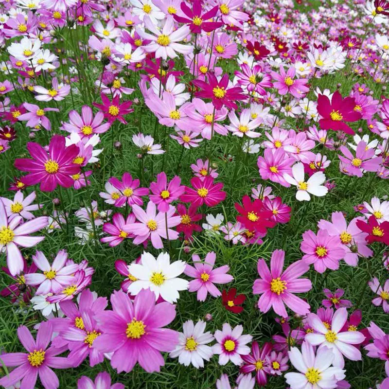 Персидская Хризантема Gesang семена цветов защита склонов семена диких цветов многоцветный Four Seasons Легко расти легко жить живописные места декоративные цветы и семена растений