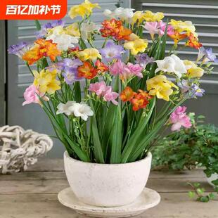 Imported Alyssum Seed Bulbs Potted Double-Petal Mixed-Color Freesia Indoor Four-Season Flowering Florals and Green Plants
