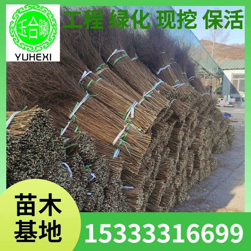 Снежная ива, сушеные ветви драконьей ивы, ветки ивы, горшечные гидропонные растения, комнатные цветы, простые в уходе, цветочные композиции в водной культуре и зеленые растения.